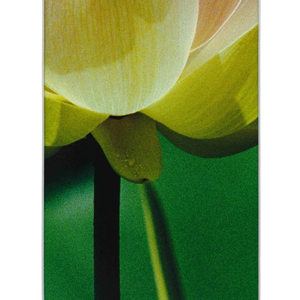 Lotus Stem - 14x17 Matted