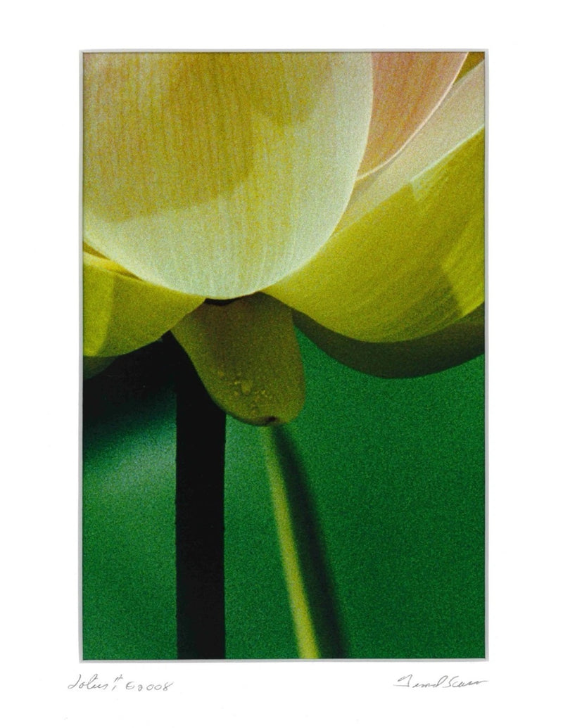 Lotus Stem - 14x17 Matted