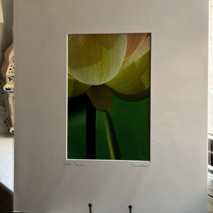 Lotus Stem - 14x17 Matted