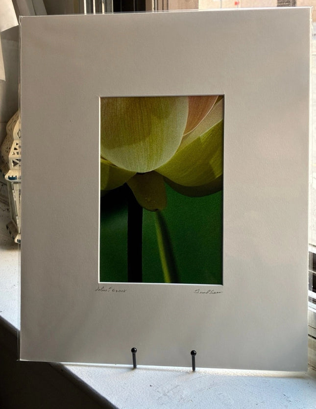 Lotus Stem - 14x17 Matted
